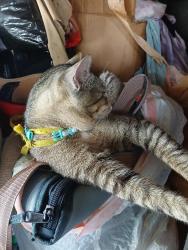 Reunited Male Cat last seen Near and Kukendall WALMART SPRING TX, Spring, TX 77379