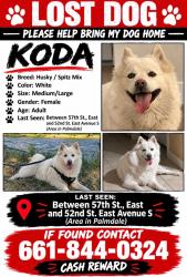 Lost Female Dog last seen Yellen park, Palmdale, CA 93552