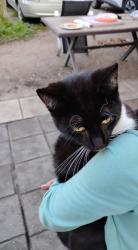 Lost Male Cat last seen Milford Hill Rd and Locke street. In the Thickets woods, Salisbury, NC 28144