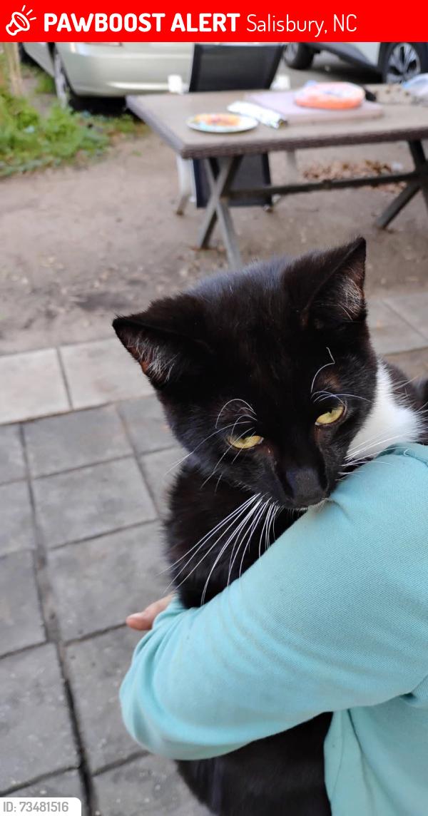 Lost Male Cat last seen Milford Hill Rd and Locke street. In the Thickets woods, Salisbury, NC 28144