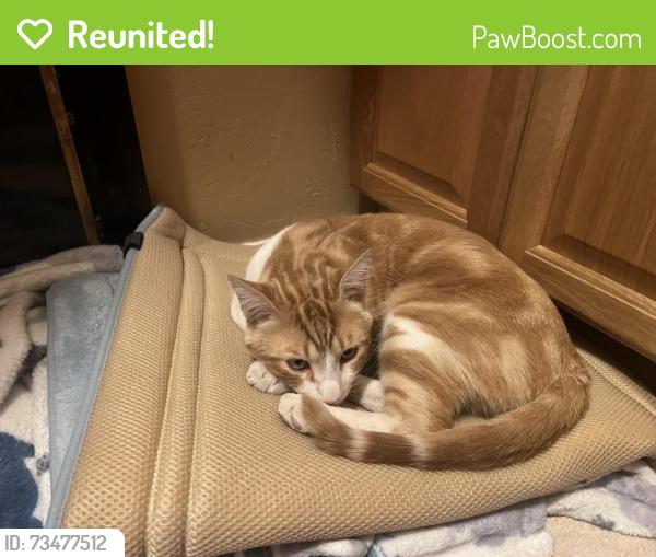 Reunited Male Cat last seen South Raptor ct and Diablo creek Vail, Vail, AZ 85641