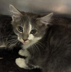 Shelter Stray Male Cat last seen 17th and Harney, OR, 1700 W Historic Columbia River Hwy, Troutdale, OR 97060, USA