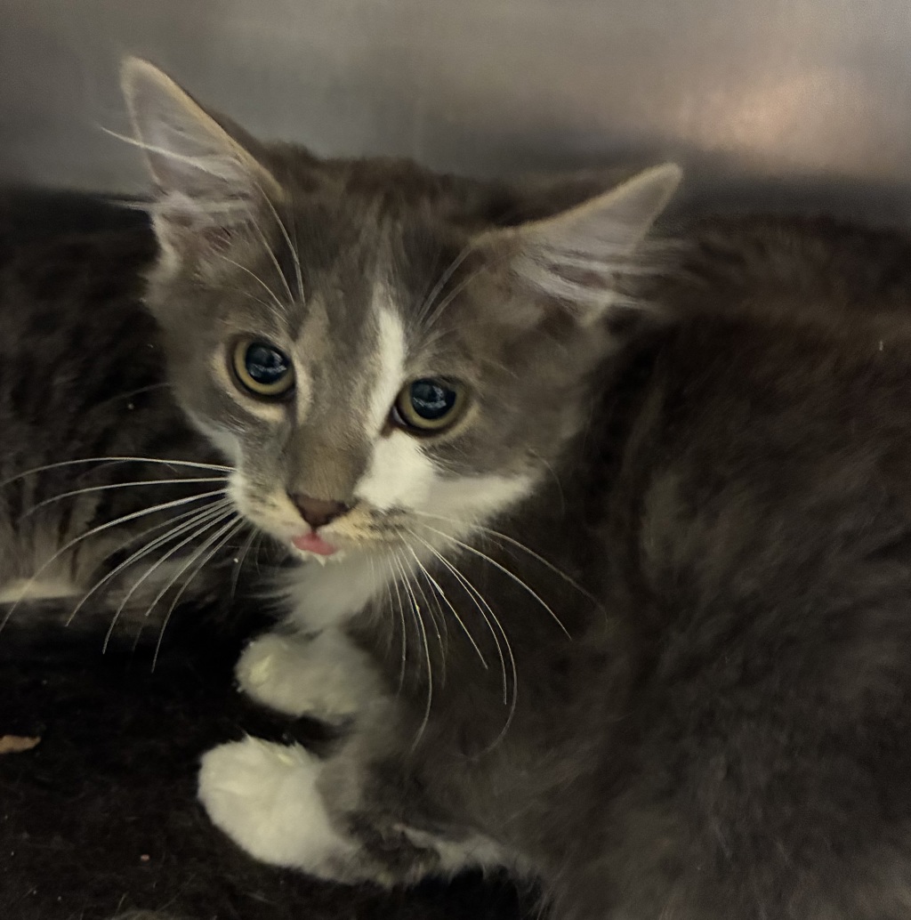 Shelter Stray Male Cat last seen 17th and Harney, OR, 1700 W Historic Columbia River Hwy, Troutdale, OR 97060, USA