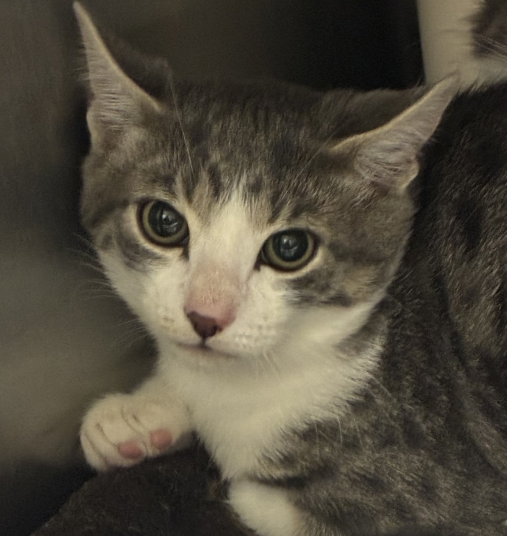 Shelter Stray Male Cat last seen 17th and Harney, PORTLAND, OR, 97202, 1700 W Historic Columbia River Hwy, Troutdale, OR 97060, USA