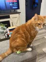 Reunited Male Cat last seen St. Mary Cemetery, Bellmawr, NJ 08031