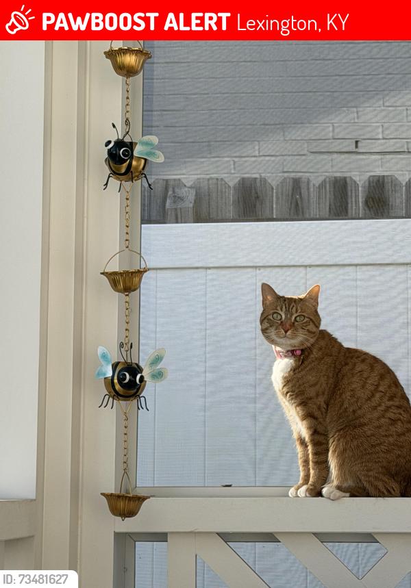 Lost Female Cat last seen Last seen on Chenault rd., Lexington, KY 40502