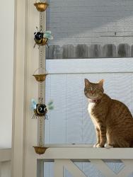 Lost Female Cat last seen Last seen on Chenault rd., Lexington, KY 40502