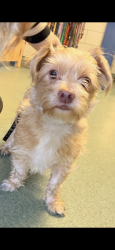 Reunited Male Dog last seen Decoursey and 43rd, Covington, KY 41015