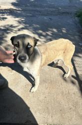 Found/Stray Female Dog last seen near okc fairgrounds, Oklahoma City, OK 73107