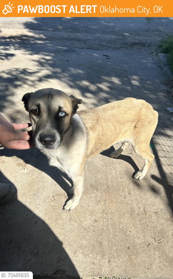 Found/Stray Female Dog last seen near okc fairgrounds, Oklahoma City, OK 73107