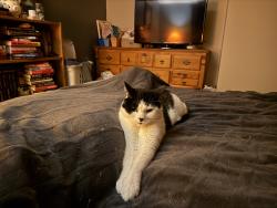 Lost Male Cat last seen 26th Ave SE & 173rd Pl SE, Bothell, WA 98012