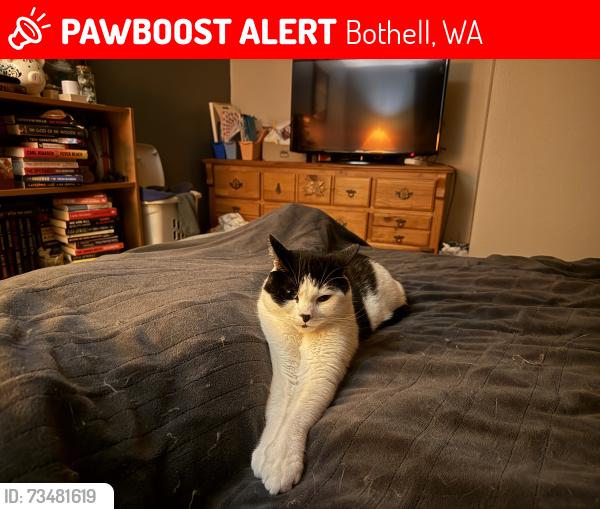 Lost Male Cat last seen 26th Ave SE & 173rd Pl SE, Bothell, WA 98012
