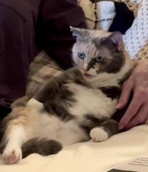 Reunited Female Cat last seen Walden Rd and Burning Tree Dr, Montgomery County, TX 77356