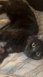 Reunited Male Cat last seen Uckfield, Little Horsted, England TN22 5TJ