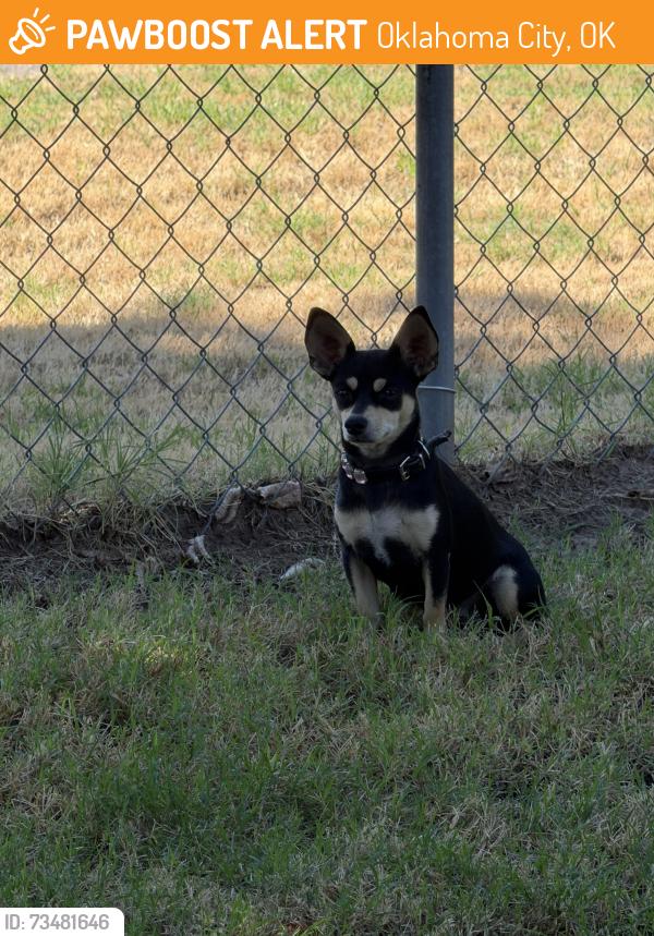 Found/Stray Unknown Dog last seen S High and 1-35, Oklahoma City, OK 73129