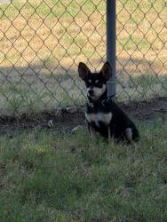 Found/Stray Unknown Dog last seen S High and 1-35, Oklahoma City, OK 73129