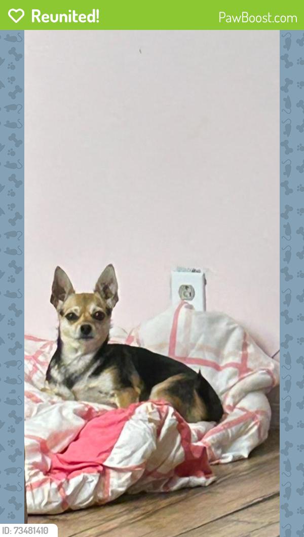 Reunited Female Dog last seen 32st and bellroad, Phoenix, AZ 85032