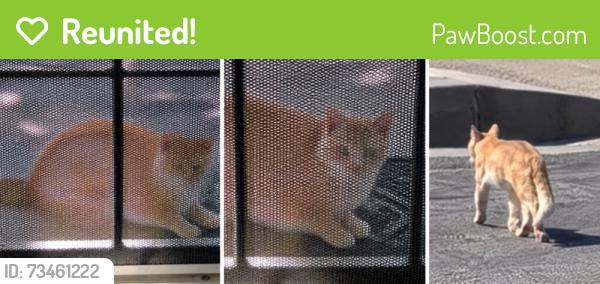 Reunited Unknown Cat last seen Cambridge and E. Tularosa Ave, Orange Ca, Orange, CA 92866