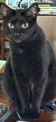 Reunited Female Cat last seen Wildwood/Lehigh/Jean, Chicago, IL 60646
