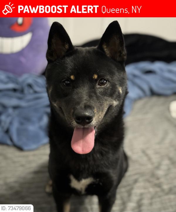 Lost Male Dog last seen 80th street , 97th avenue queens ny, Queens, NY 11416