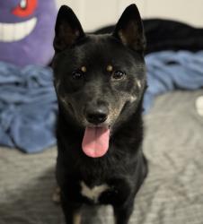Lost Male Dog last seen 80th street , 97th avenue queens ny, Queens, NY 11416
