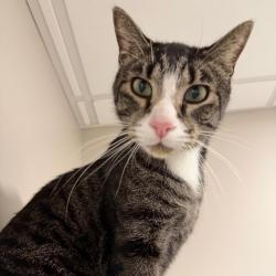 Shelter Stray Male Cat last seen , 3607 N Armenia Ave, Tampa, FL 33607, USA