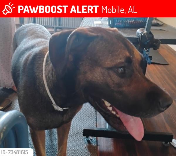 Lost Male Dog last seen Gulfdale - Food Champs Grocery store, Mobile, AL 36605