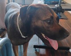 Lost Male Dog last seen Gulfdale - Food Champs Grocery store, Mobile, AL 36605