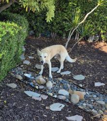 Found/Stray Male Dog last seen 56th nd Meade, San Diego, CA 92115