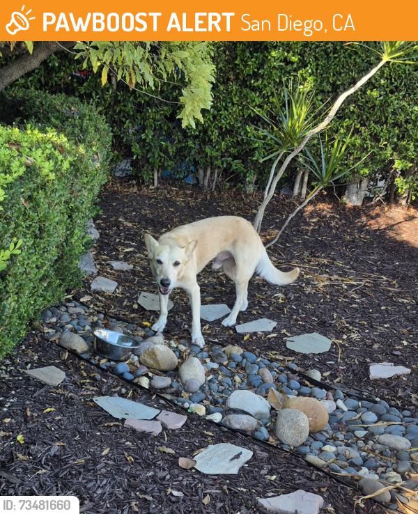 Found/Stray Male Dog last seen 56th nd Meade, San Diego, CA 92115