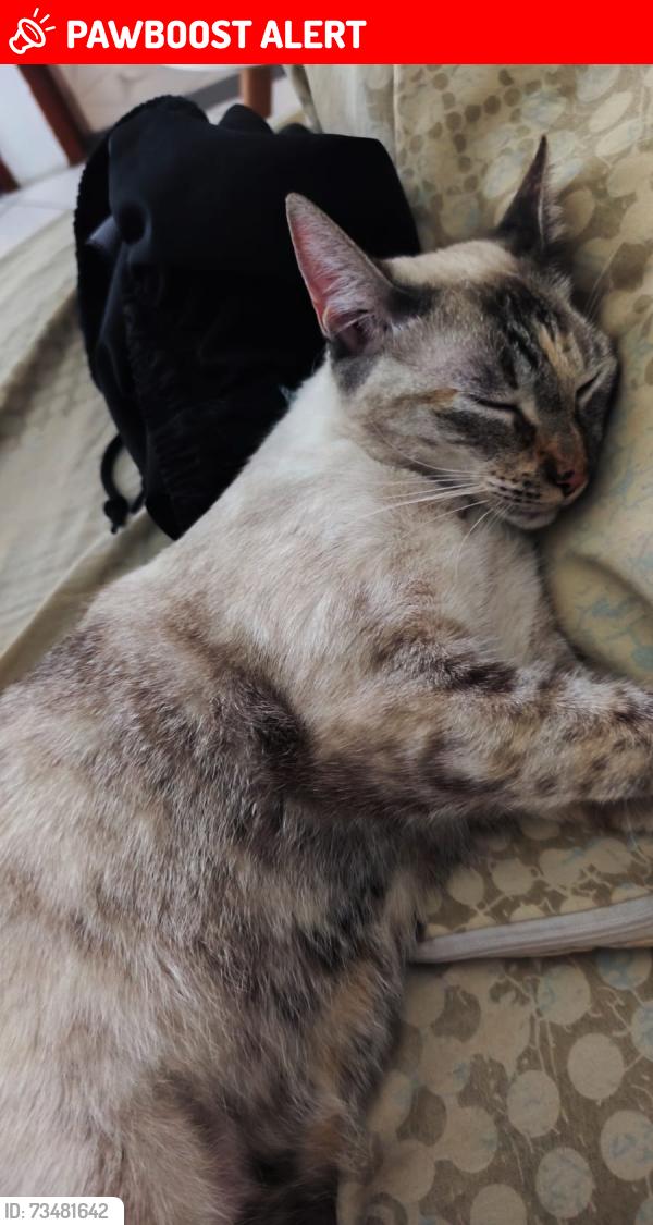 Lost Female Cat last seen Nagumo, centro espírita, praça do Camilópolis, Vila Camilópolis, SP 09230-570