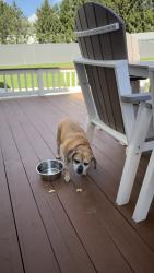 Found/Stray Female Dog last seen Weilers Rd, Alburtis, PA 18011