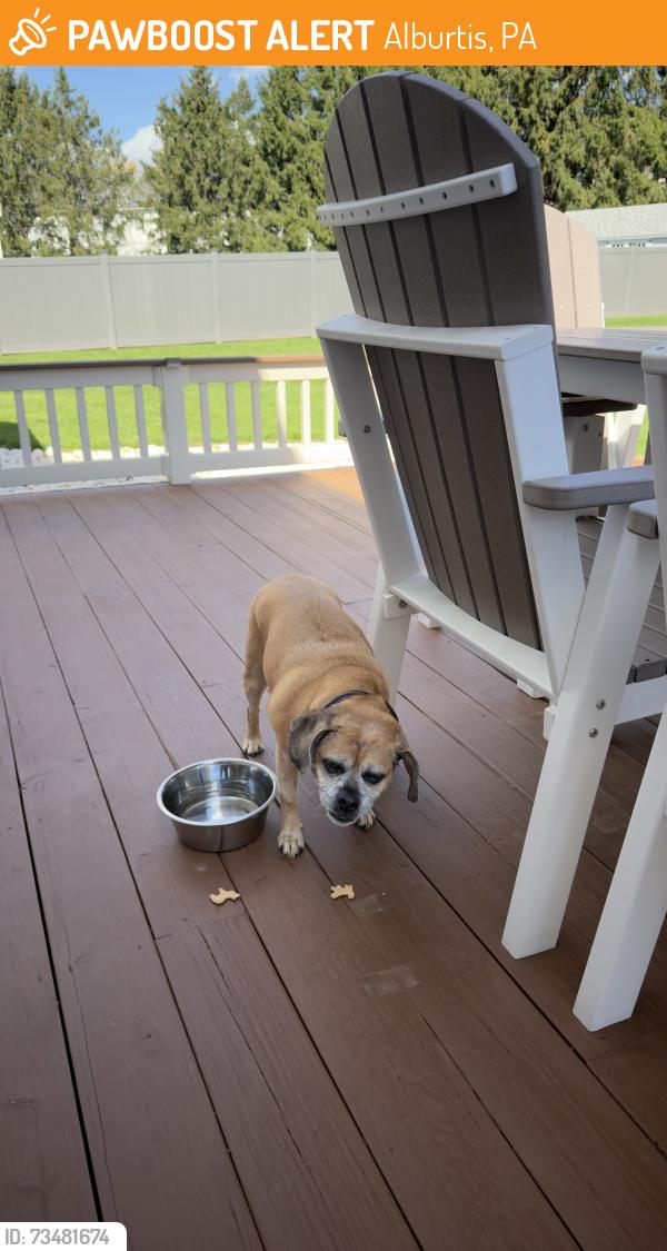 Found/Stray Female Dog last seen Weilers Rd, Alburtis, PA 18011
