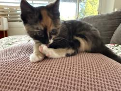 Reunited Unknown Cat last seen Washington & Harley John, Riverside, CA 92501
