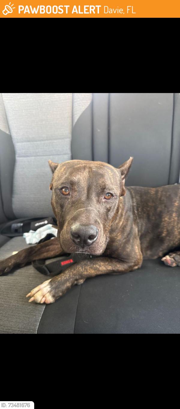 Found/Stray Female Dog last seen West Waterford drive, Davie, FL 33331
