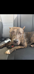 Found/Stray Female Dog last seen West Waterford drive, Davie, FL 33331