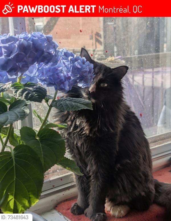 Lost Female Cat last seen Mcgill University, Montréal, QC 