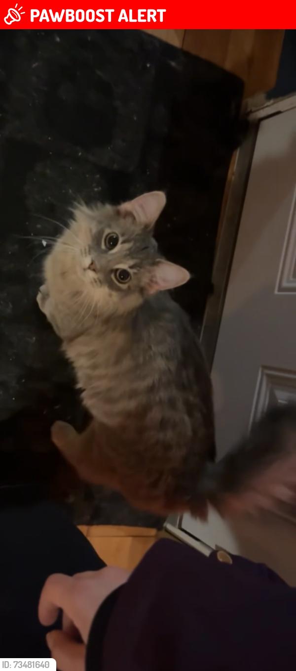 Lost Male Cat last seen S Waverly rd, Eaton Rapids Township, MI 48827
