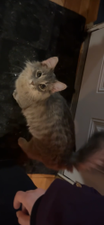 Lost Male Cat last seen S Waverly rd, Eaton Rapids Township, MI 48827