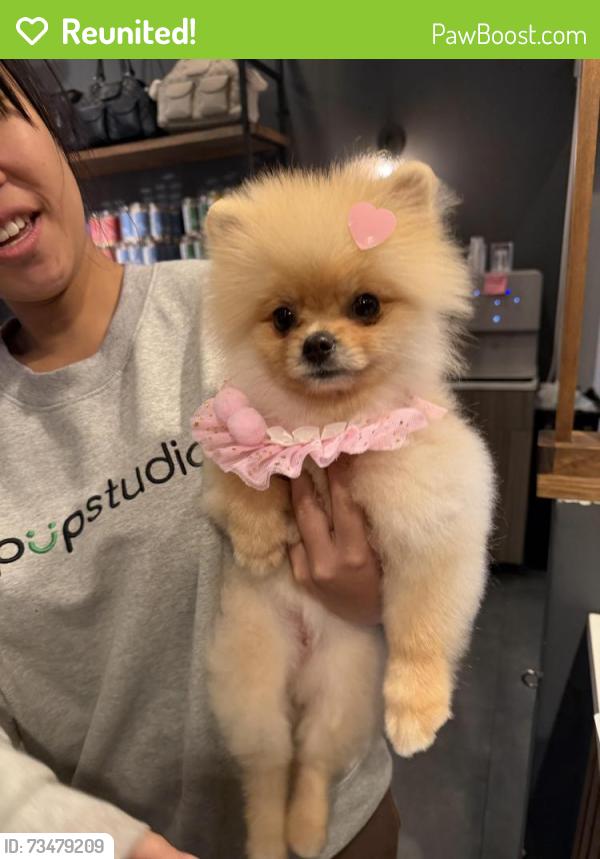 Reunited Female Dog last seen 23rd ave, Queens, NY 11105