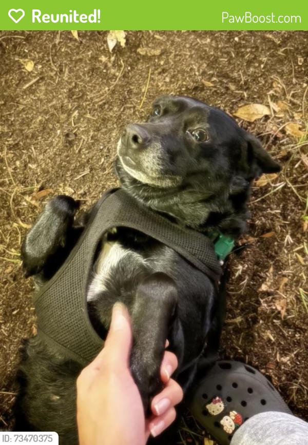 Reunited Male Dog last seen Near 57th street, Greenacres, FL 33463