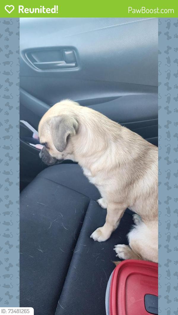 Reunited Unknown Dog last seen Stewart & Hollywood, Sunrise Manor, NV 89110