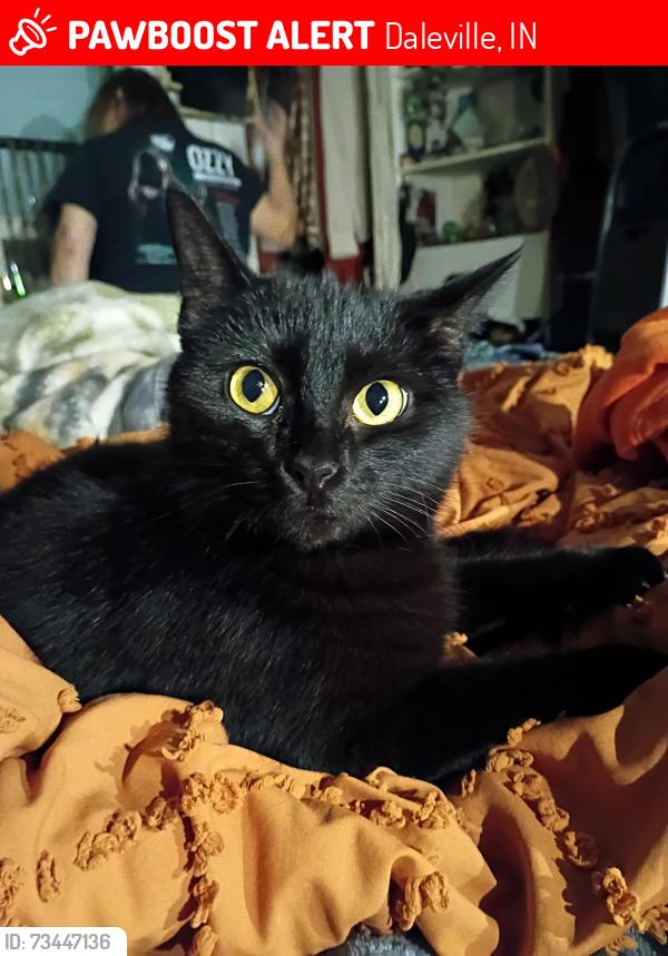 Lost Female Cat last seen Daleville Christian church on High St next door Wayne St behind us, Daleville, IN 47334