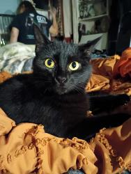 Lost Female Cat last seen Daleville Christian church on High St next door Wayne St behind us, Daleville, IN 47334