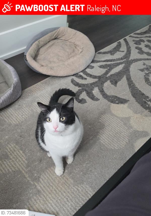 Lost Male Cat last seen Campbell road, Raleigh, Raleigh, NC 27606