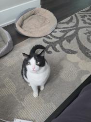 Lost Male Cat last seen Campbell road, Raleigh, Raleigh, NC 27606