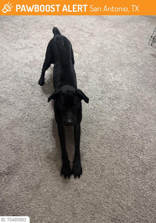 Found/Stray Female Dog last seen Hilltop @ Shavano, San Antonio, TX 78257