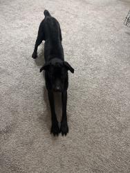 Found/Stray Female Dog last seen Hilltop @ Shavano, San Antonio, TX 78257