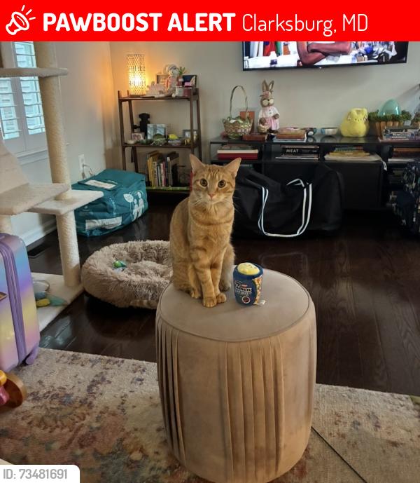 Lost Female Cat last seen Right outside of hse, Clarksburg, MD 20871
