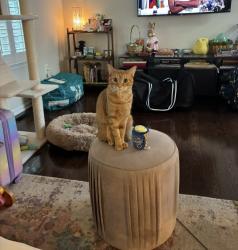 Lost Female Cat last seen Right outside of hse, Clarksburg, MD 20871
